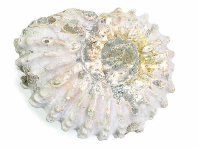 Bumpy Ammonite (Douvilleiceras) Fossil - Madagascar #361177